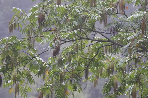 Rhoiptelea chiliantha, photograph 1