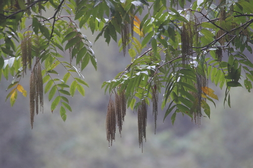 Horsetail Tree (Rhoiptelea chiliantha)