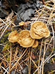 Coltricia confluens