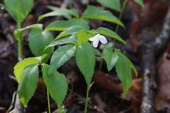 Anemonoides lancifolia