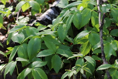 Anemonoides lancifolia