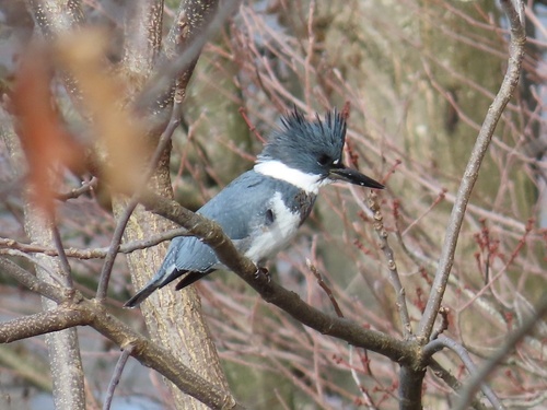 Belted Kingfisher photographed in Kentucky