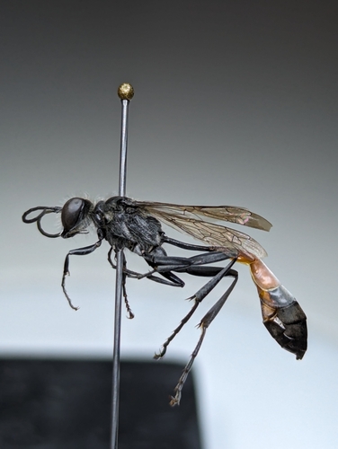 Ammophila azteca photo 4