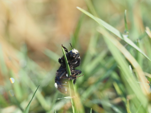 Photo of Yellow-faced Bumble Bee (Bombus vosnesenskii)