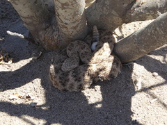 Crotalus mitchellii