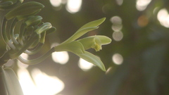Vanilla planifolia