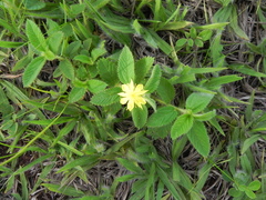Corchorus hirtus, photograph Thomaz Ricardo Favreto Sinani, CC BY, iNaturalist via GBIF