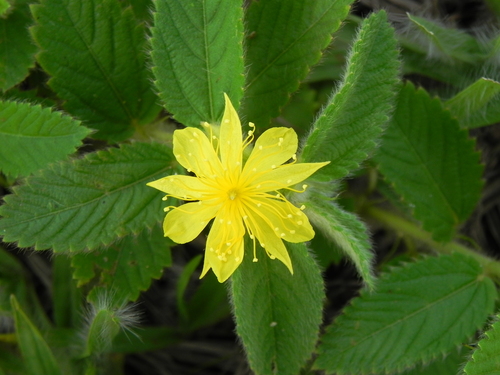 Corchorus hirtus, photograph 2