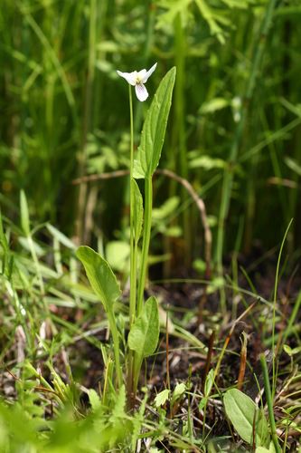 China violet (Viola patrinii)