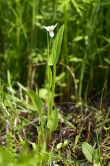 Viola patrinii