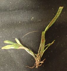 Notogrammitis ciliata