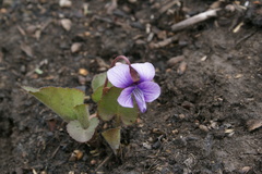 Viola phalacrocarpa
