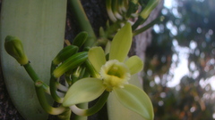 Vanilla planifolia