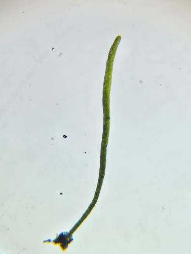Image of Tetrodontium brownianum by (c) Helen Waterman, some rights reserved (CC BY)