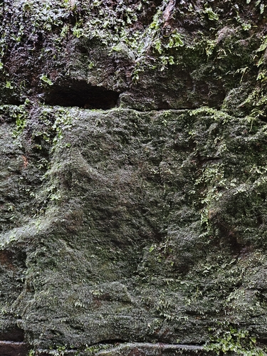 Image of Tetrodontium brownianum by (c) Helen Waterman, some rights reserved (CC BY)