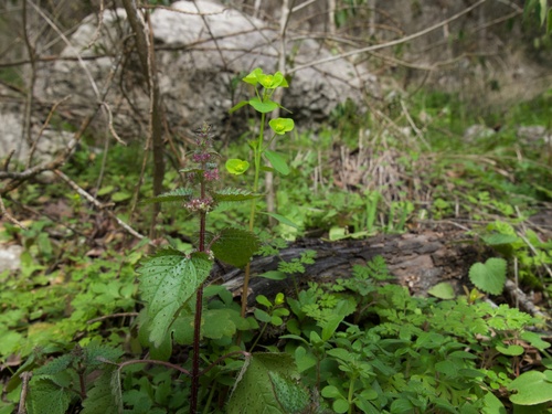 Heartleaf nettle (Urtica chamaedryoides)