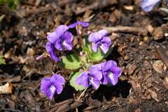 Viola phalacrocarpa