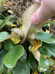 Brachyglottis rotundifolia