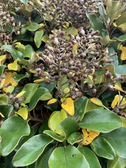 Brachyglottis rotundifolia