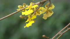 Trichocentrum