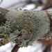 Brown-eyed Rim Lichen - Photo (c) Hans Ritter, some rights reserved (CC BY-NC), uploaded by Hans Ritter