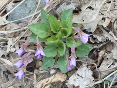 Viola phalacrocarpa