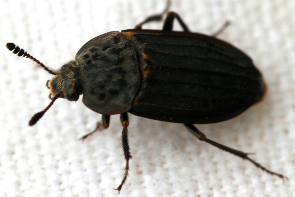 Thanatophilus sinuatus from 54 Badem, Germany on June 4, 2014 at 06:37 ...