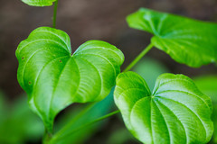 Dioscorea quaternata