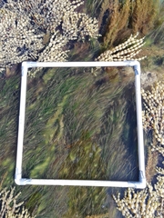 Zostera nigricaulis