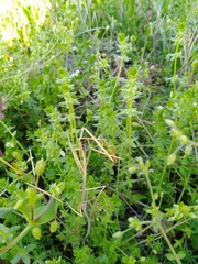 Cruciata pedemontana