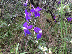 Delphinium decorum