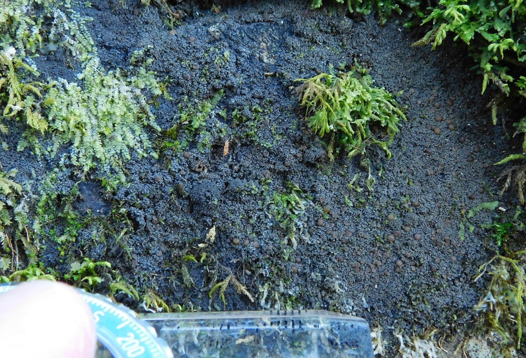Rock Shingle Lichen