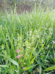 Cruciata pedemontana