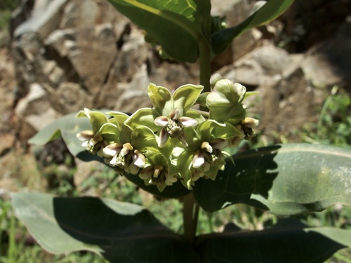 Asclepias elata (Asclepias elata)