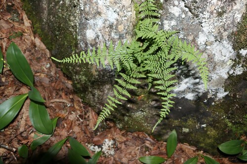 Photograph of Cystopteris fragilis complex