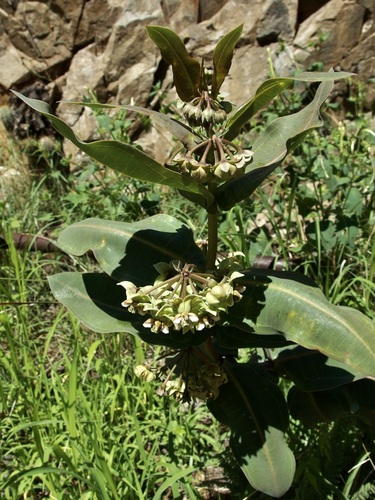 Image of Asclepias elata by (c) Sue Carnahan, some rights reserved (CC BY)