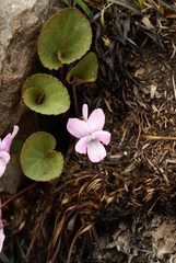 Viola primorskajensis