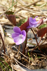 Viola primorskajensis