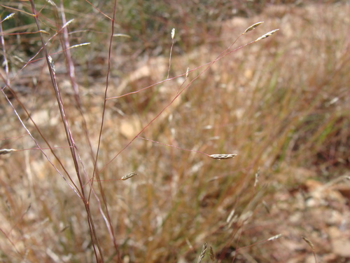 Image of Plains love grass by (c) Alexis López Hernández, some rights reserved (CC BY)