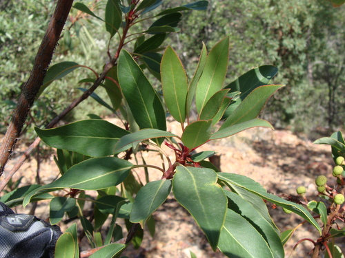 Arizona madrone (Arbutus arizonica)