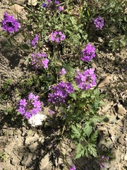 Glandularia canadensis