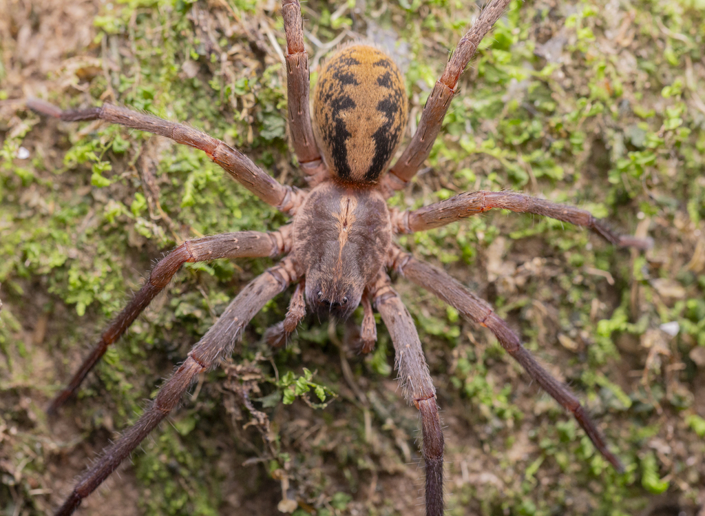 Guasuctenus