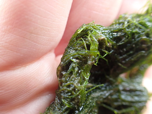 Ulva prolifera
