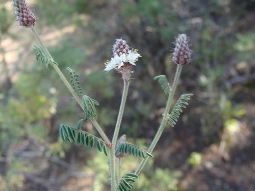 Image of Dalea albiflora by (c) Alexis López Hernández, some rights reserved (CC BY)