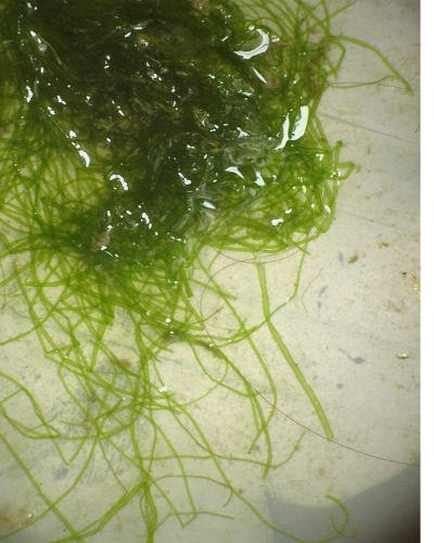 Ulva prolifera