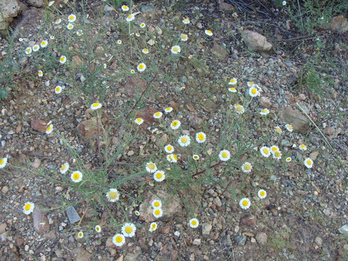 New Mexico Fleabane (Erigeron neomexicanus)