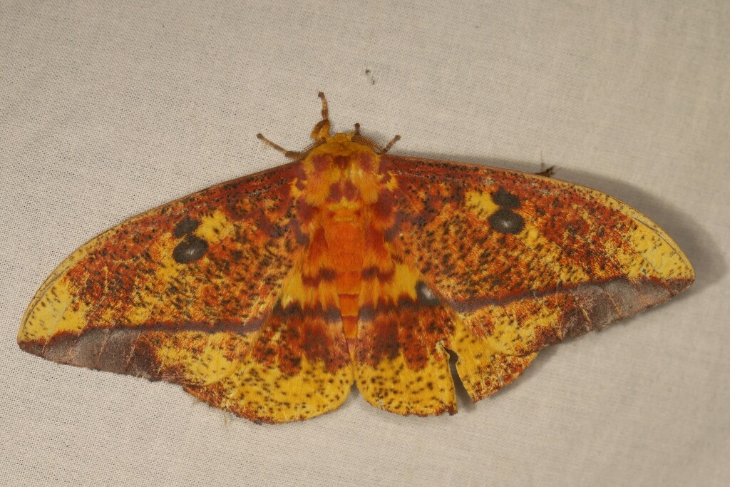 Eacles ormondei niepelti
