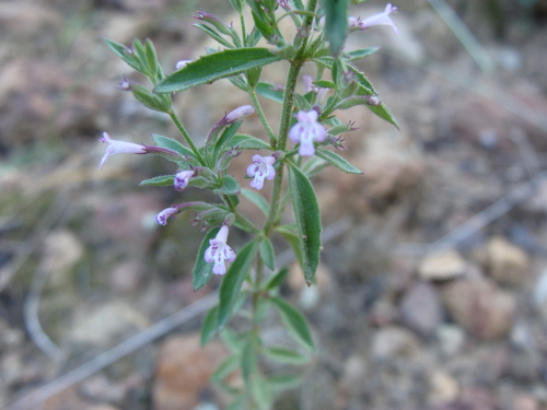 Image of Hedeoma dentata by (c) Alexis López Hernández, some rights reserved (CC BY)