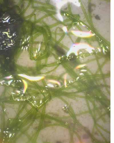 Ulva prolifera