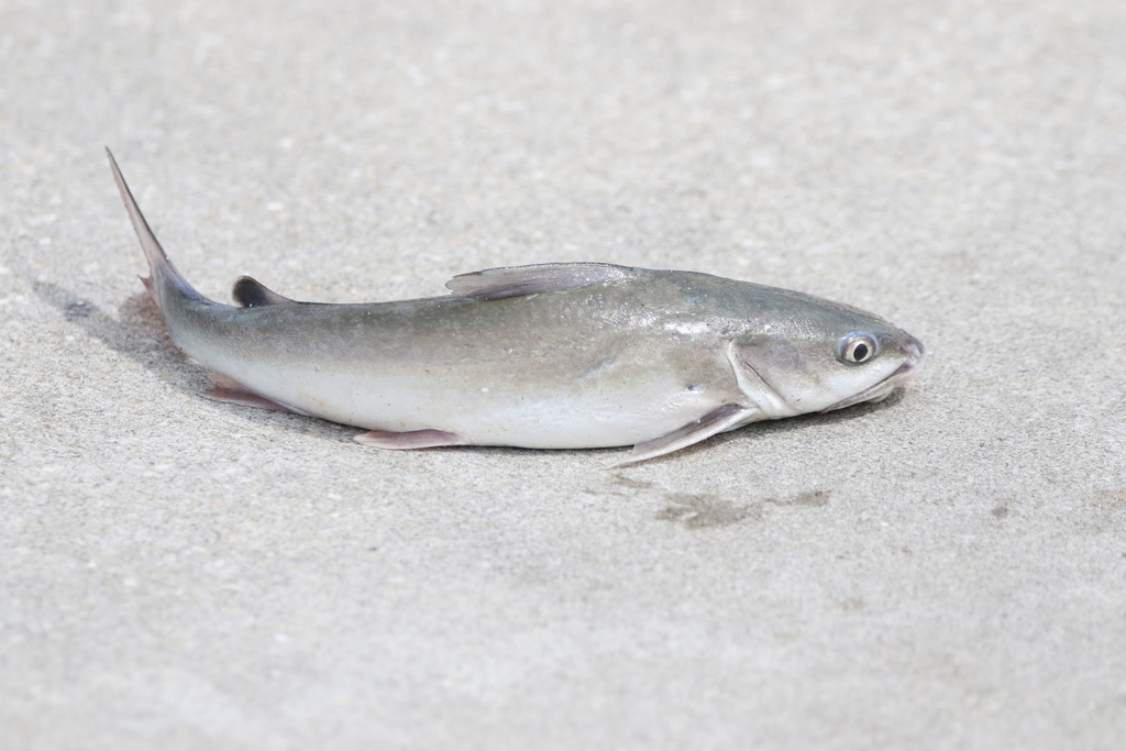 Hardhead Catfish Baal Inaturalist